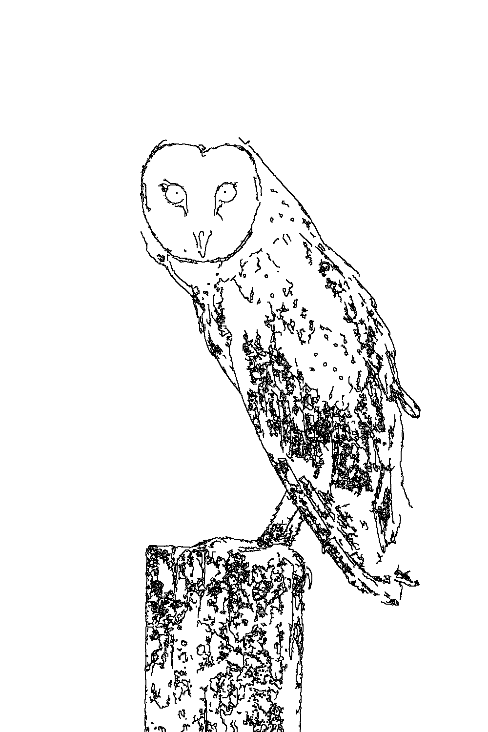 Owl 2