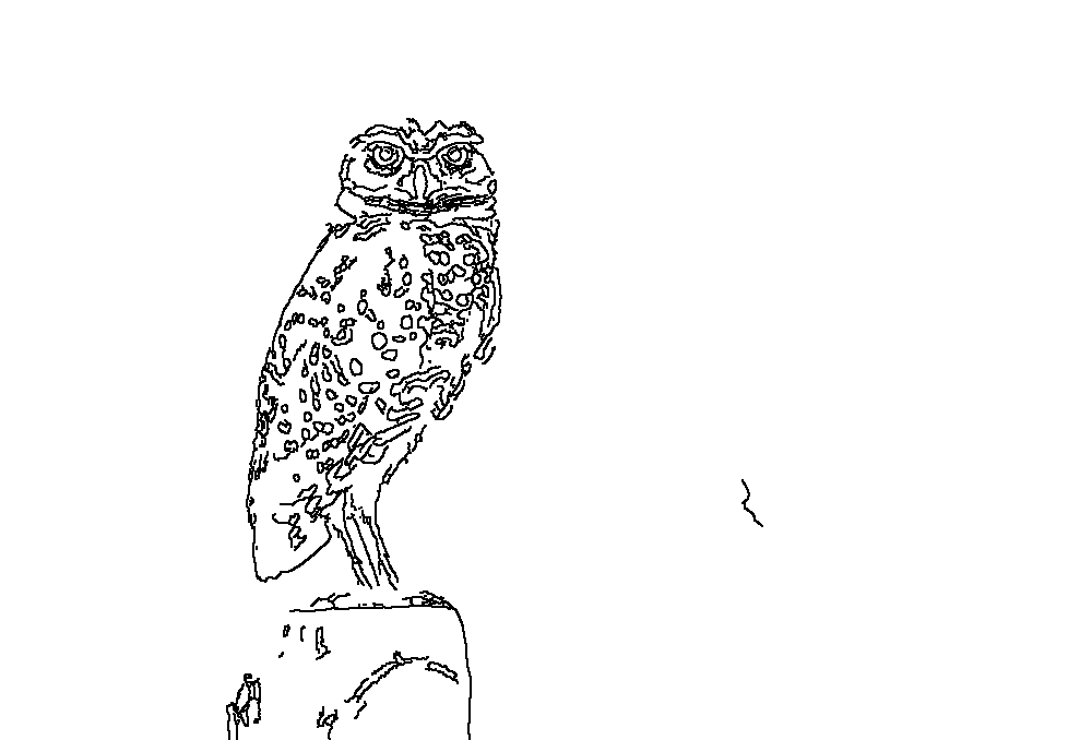 Owl 4