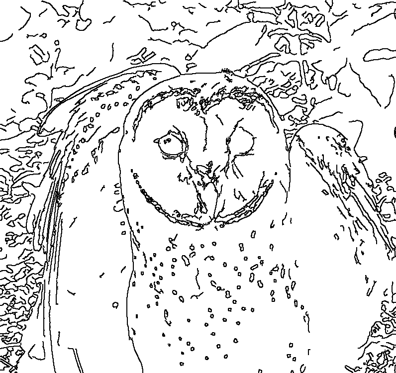 Owl 8