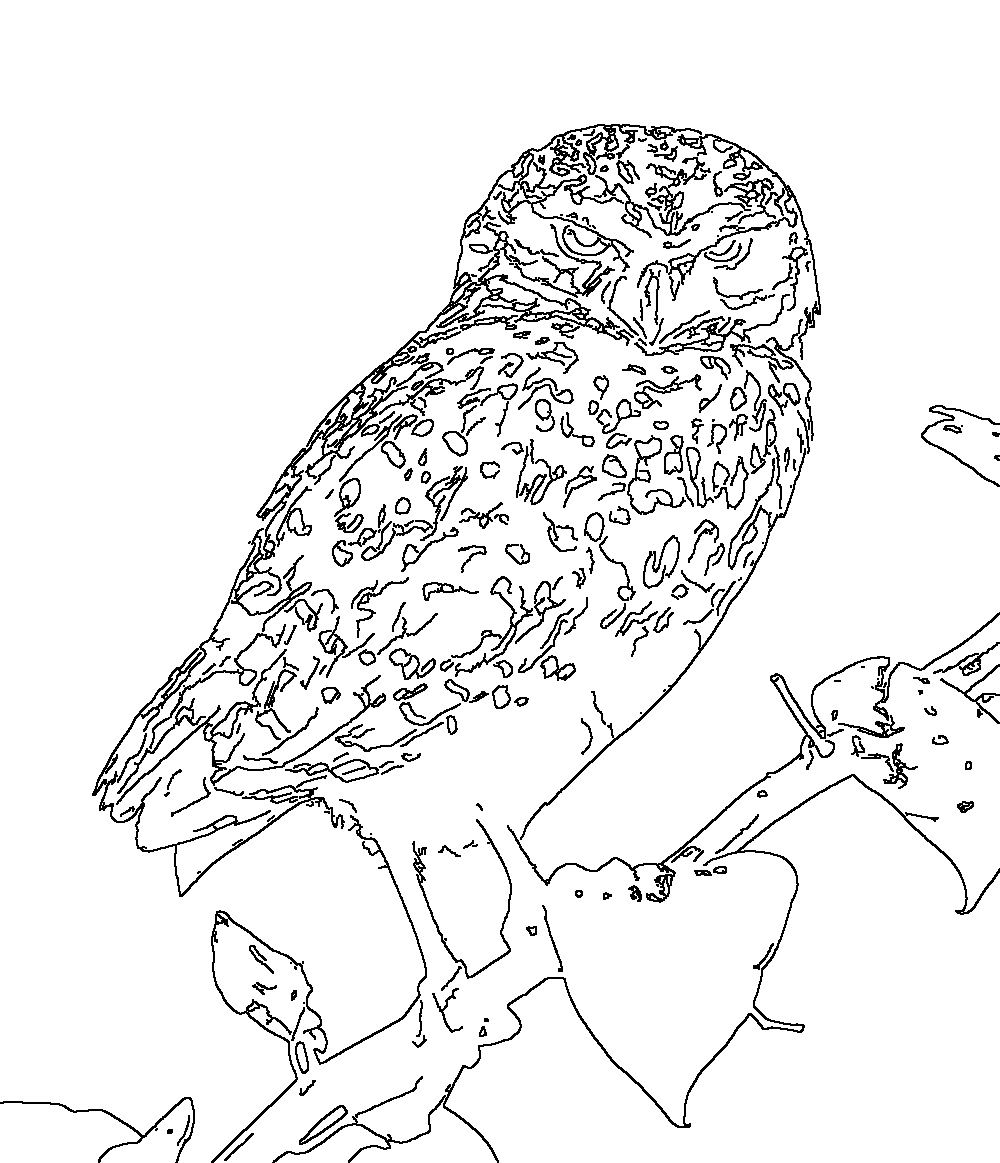 Owl 10