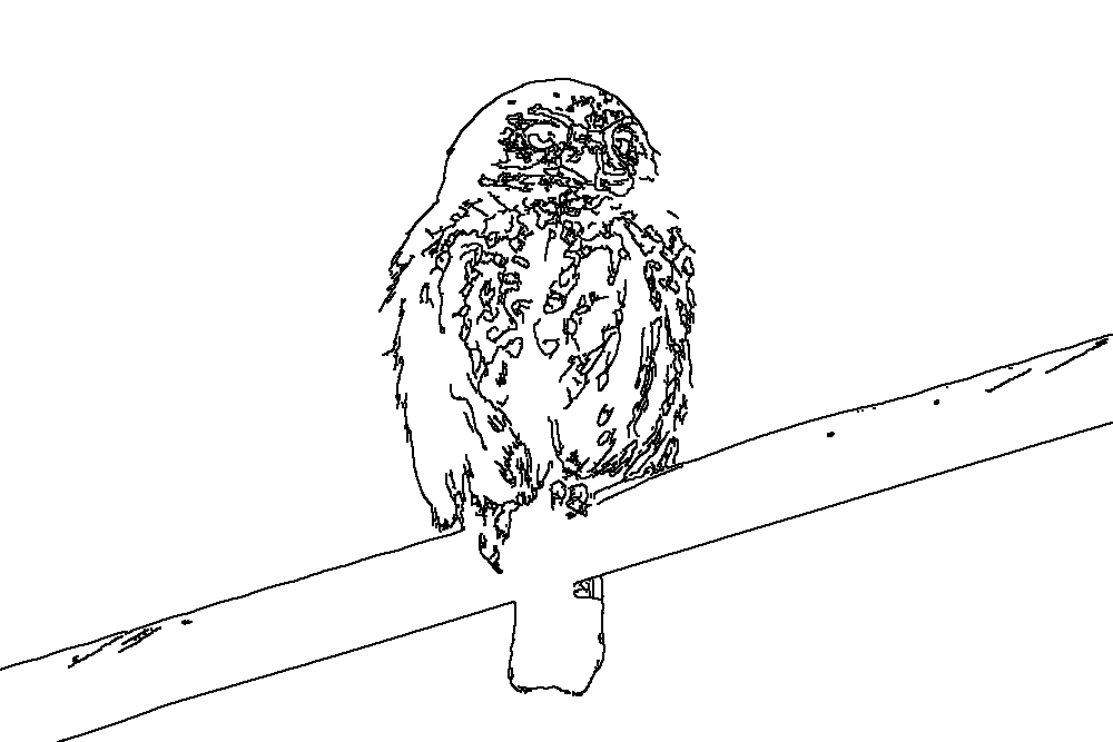Owl 13