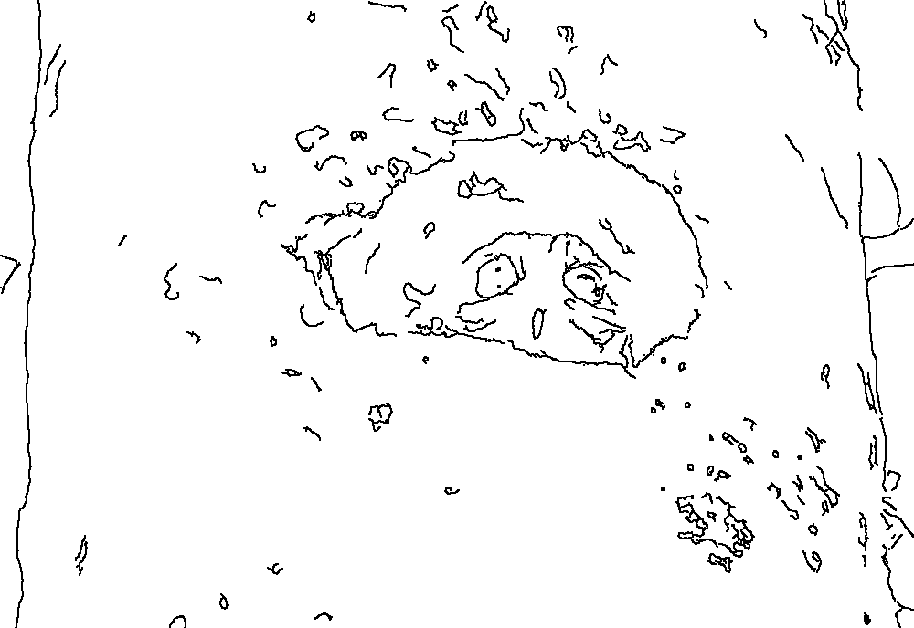 Owl 14
