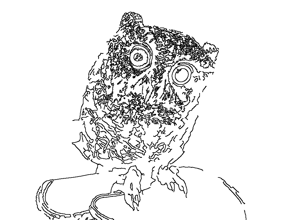 Owl 18