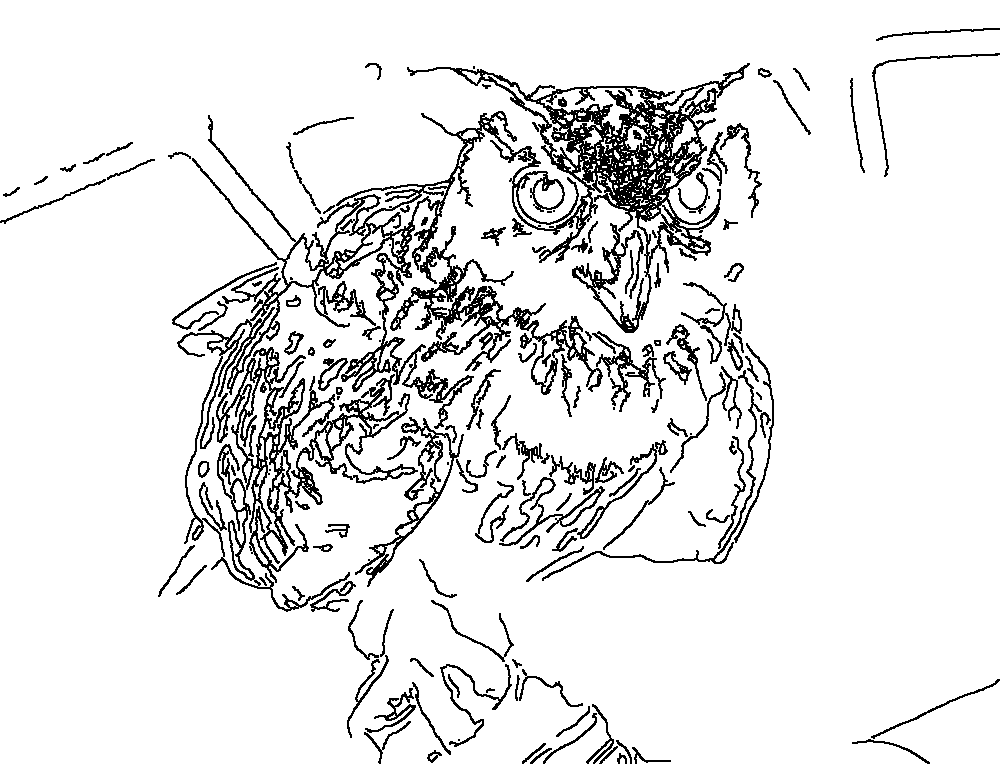 Owl 19
