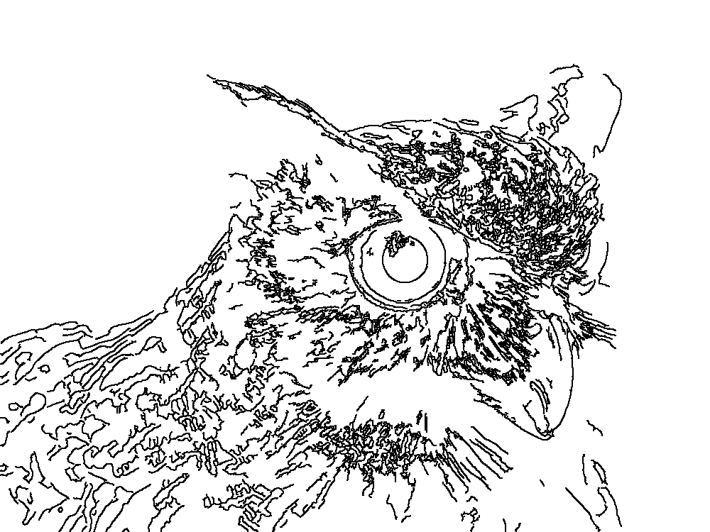 Owl 20