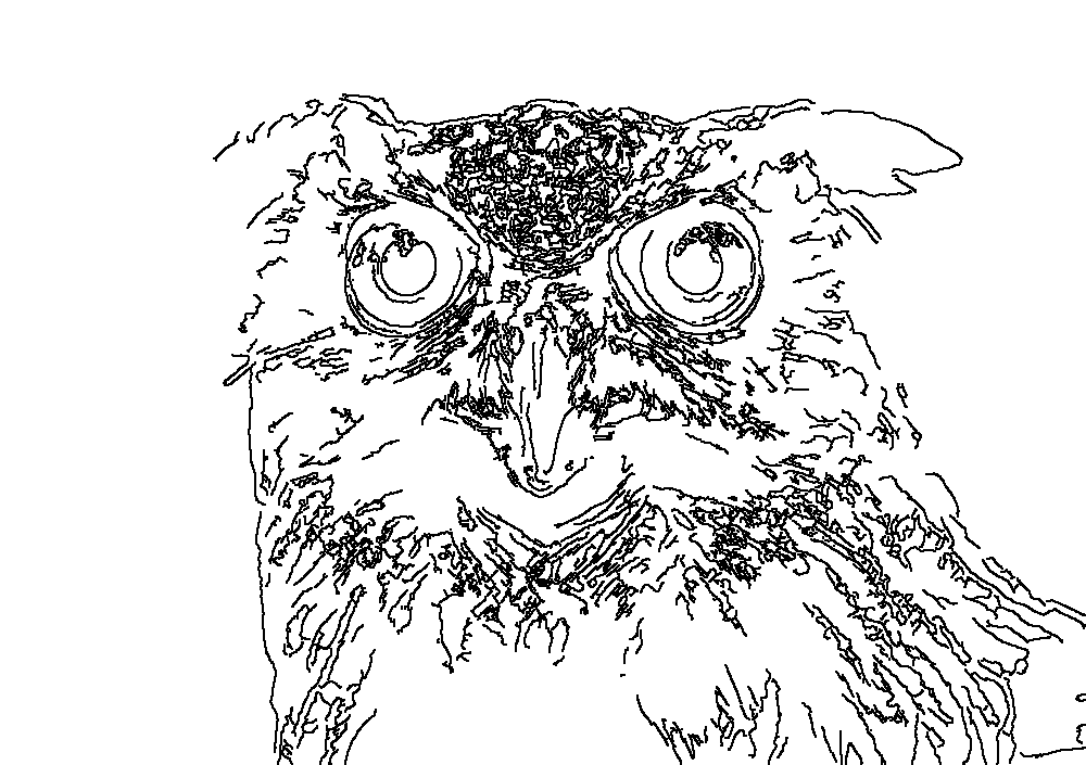Owl 21