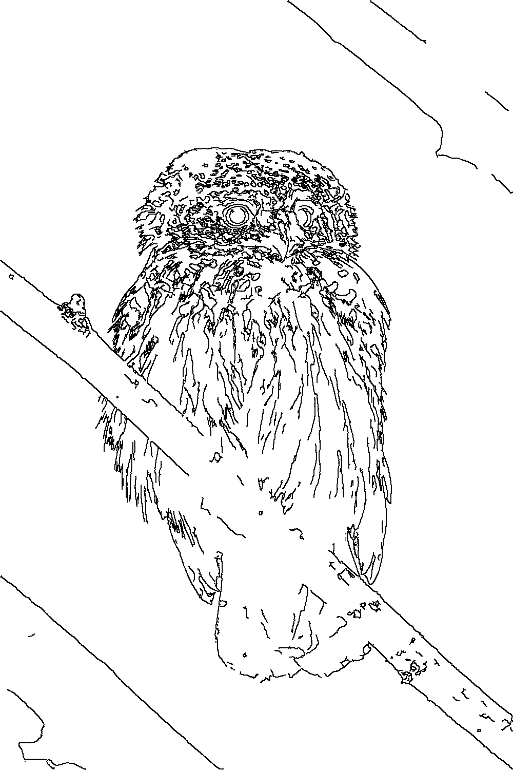 Owl 22