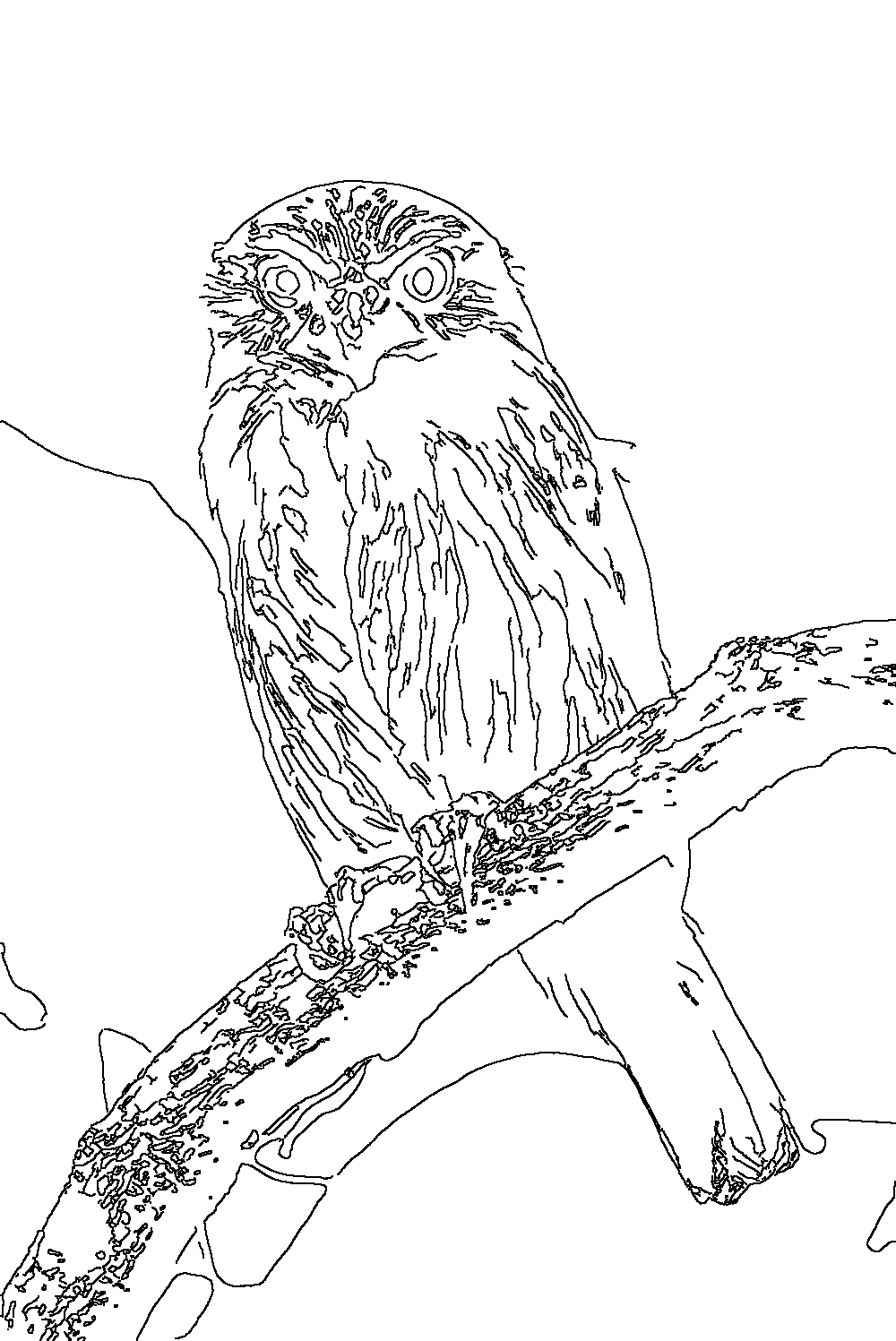 Owl 23