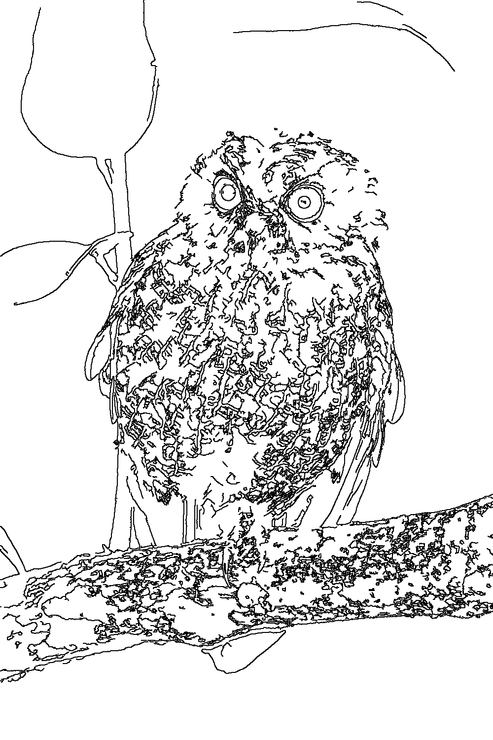 Owl 32