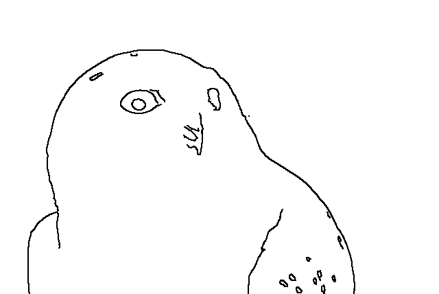 Owl 40
