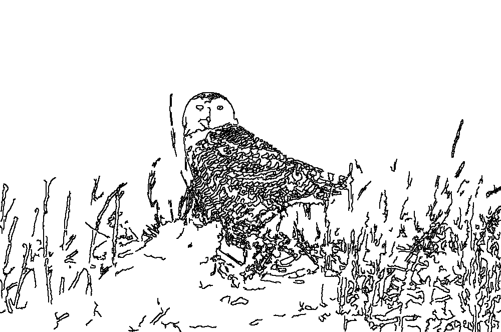 Owl 41