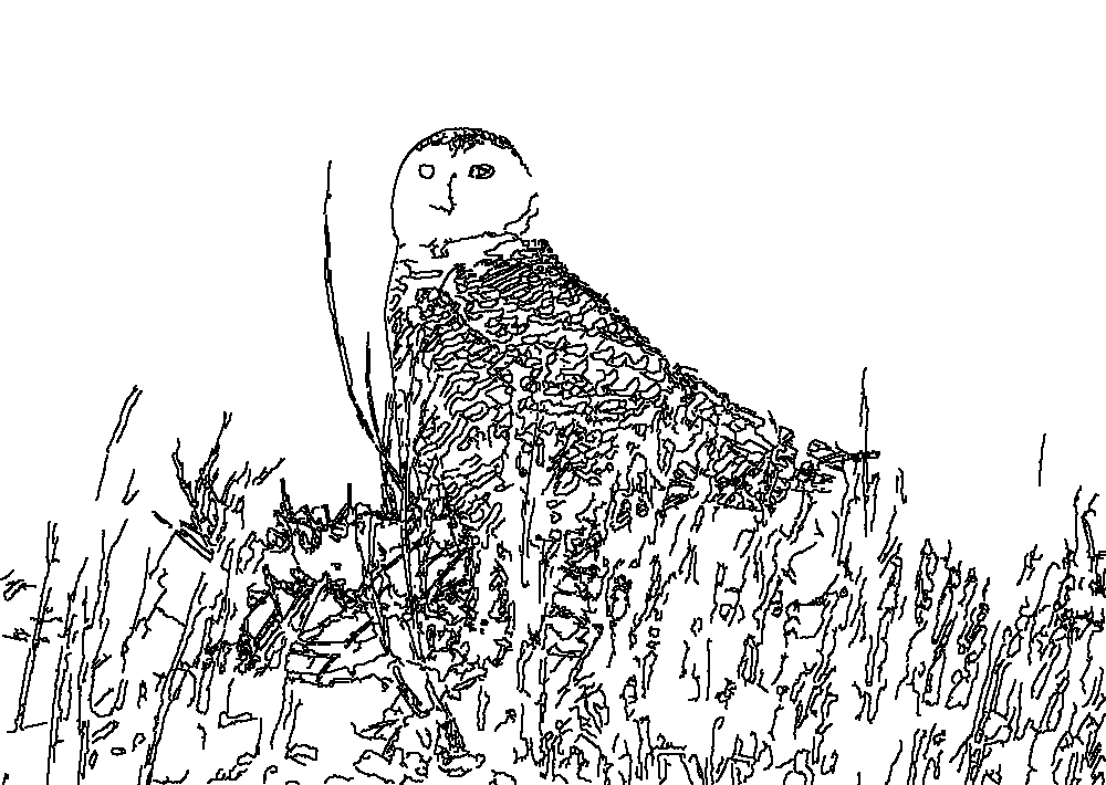 Owl 43