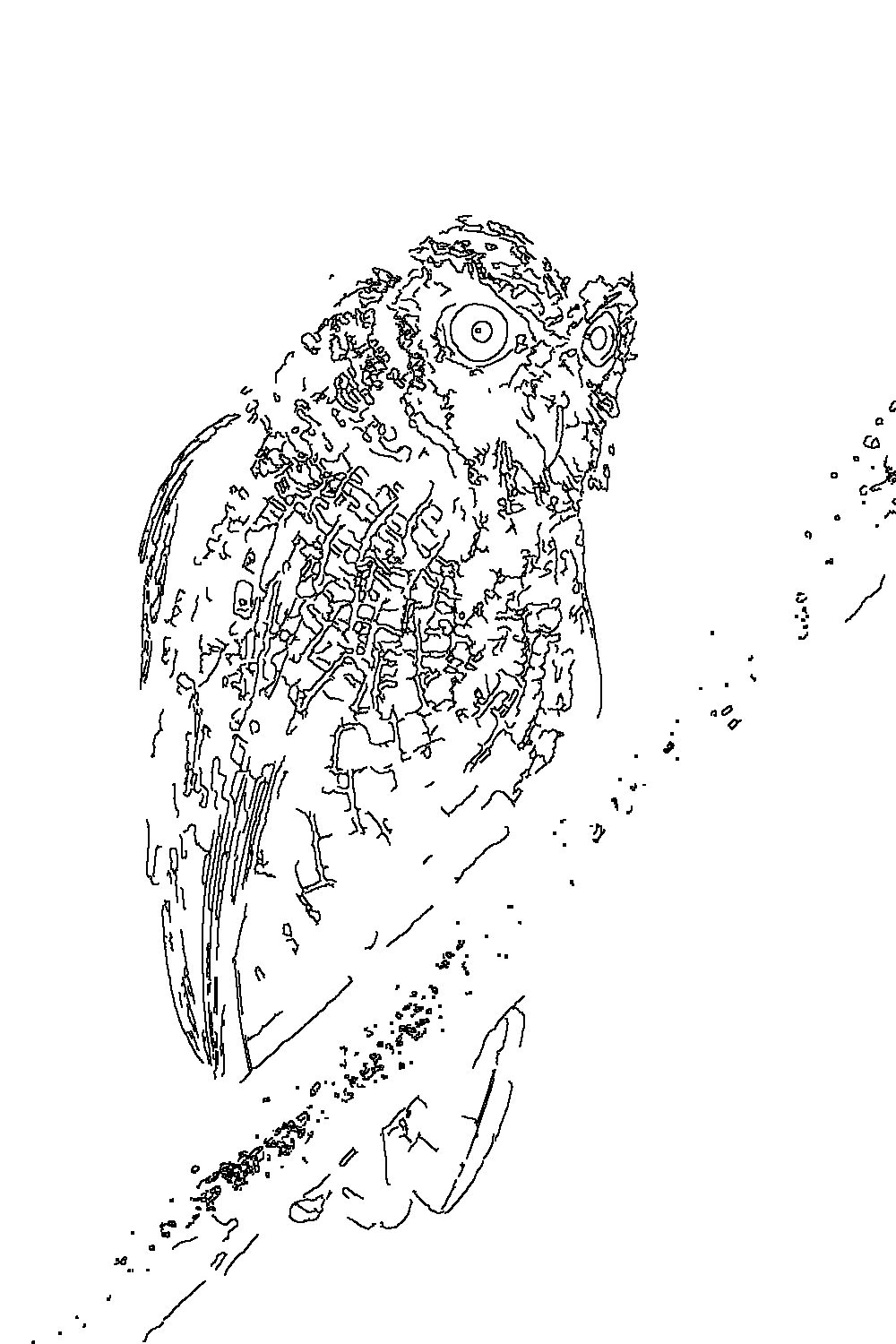 Owl 47