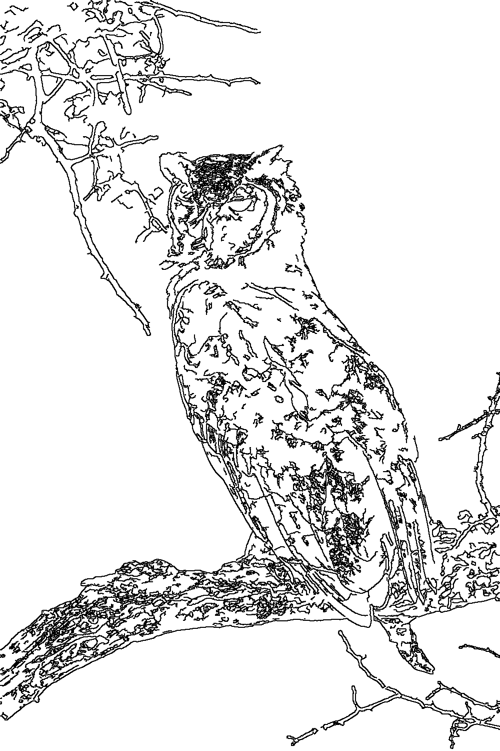 Owl 48