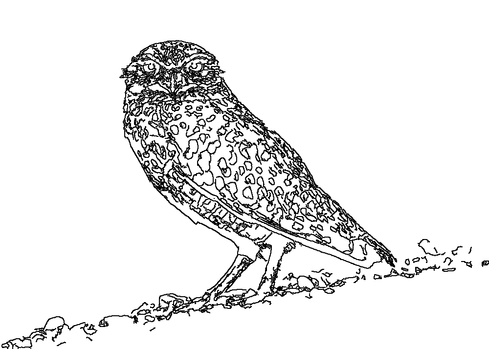 Owl 49