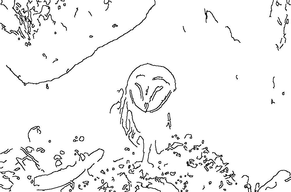 Owl 54