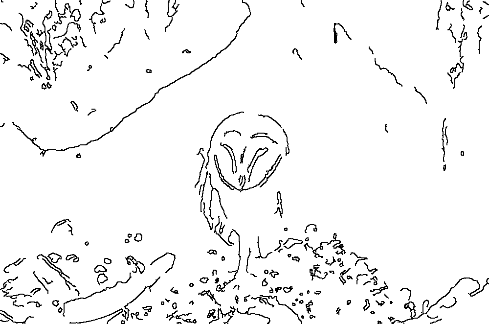 Owl 56
