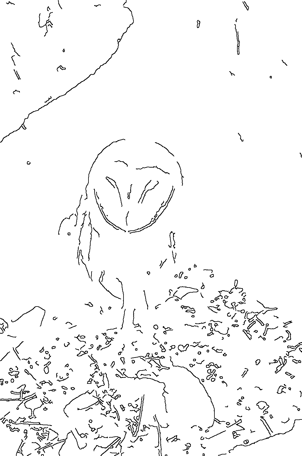 Owl 58