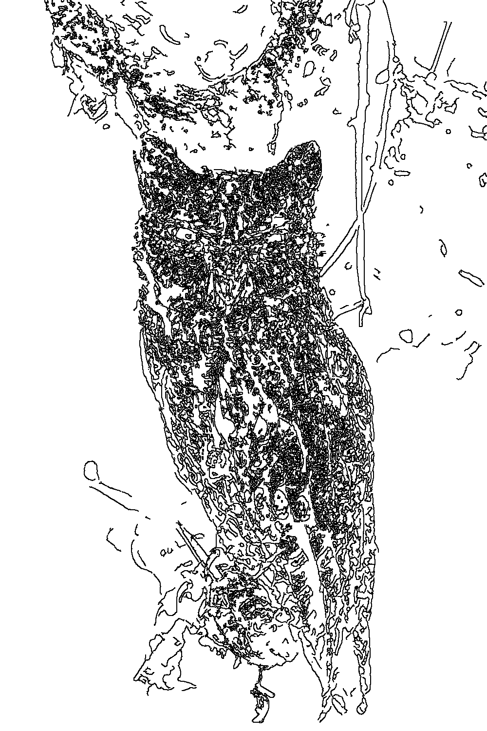 Owl 60