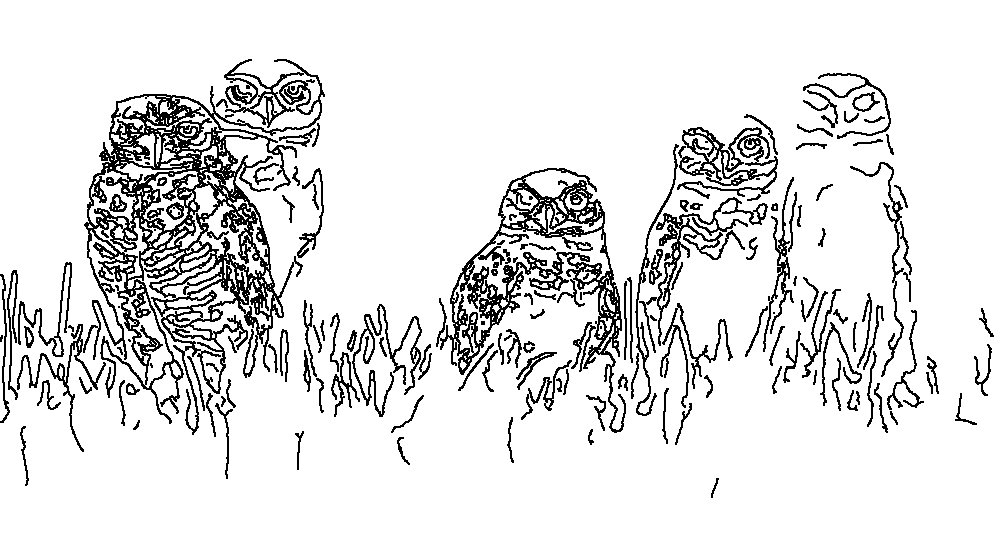 Owl 64