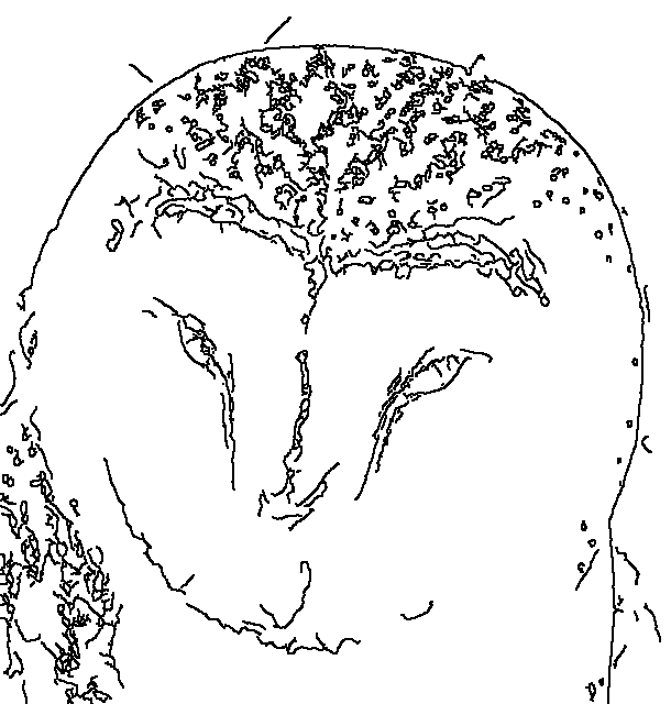 Owl 66