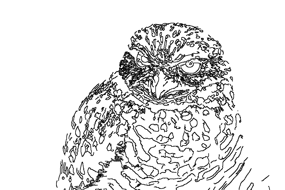 Owl 71