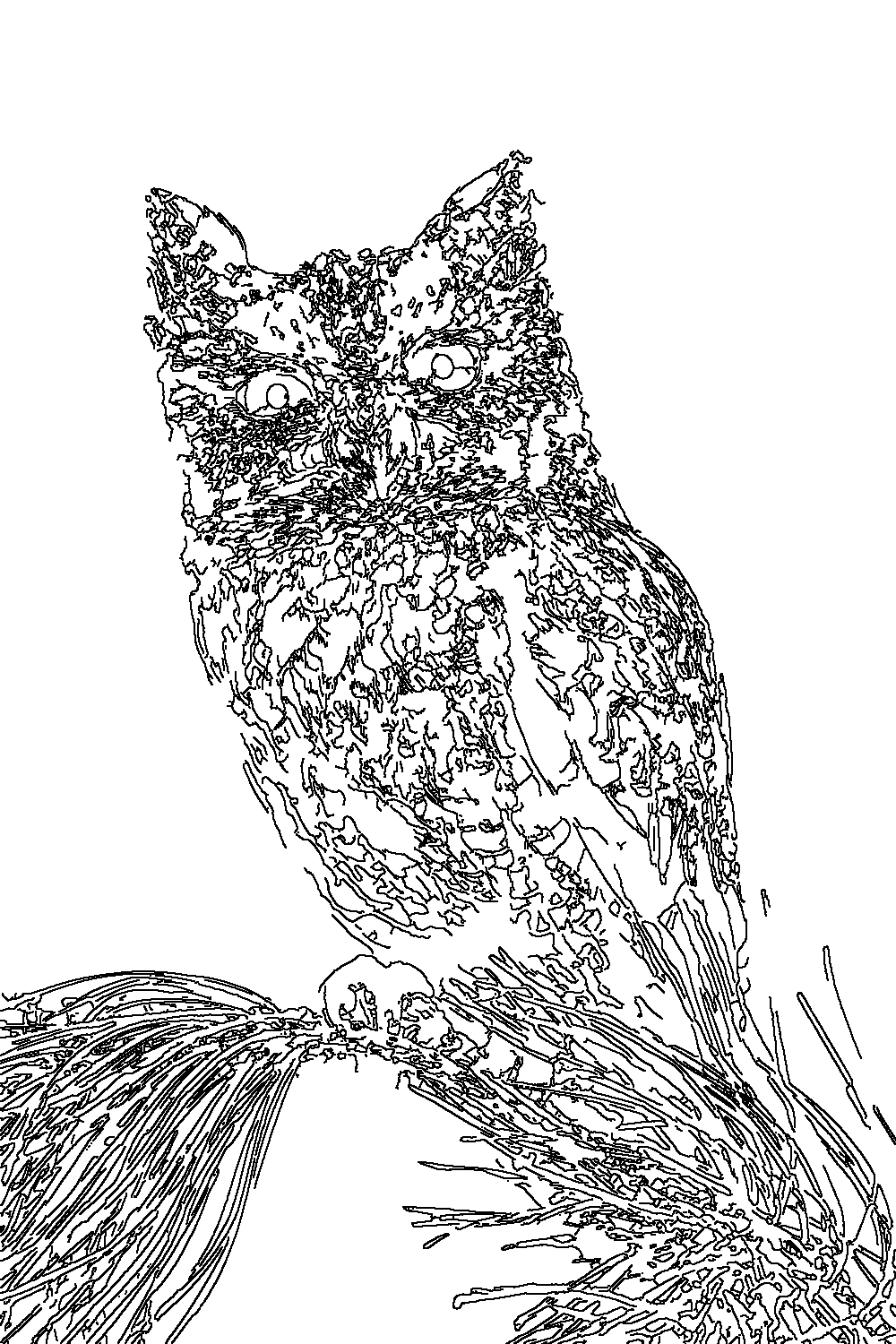 Owl 75
