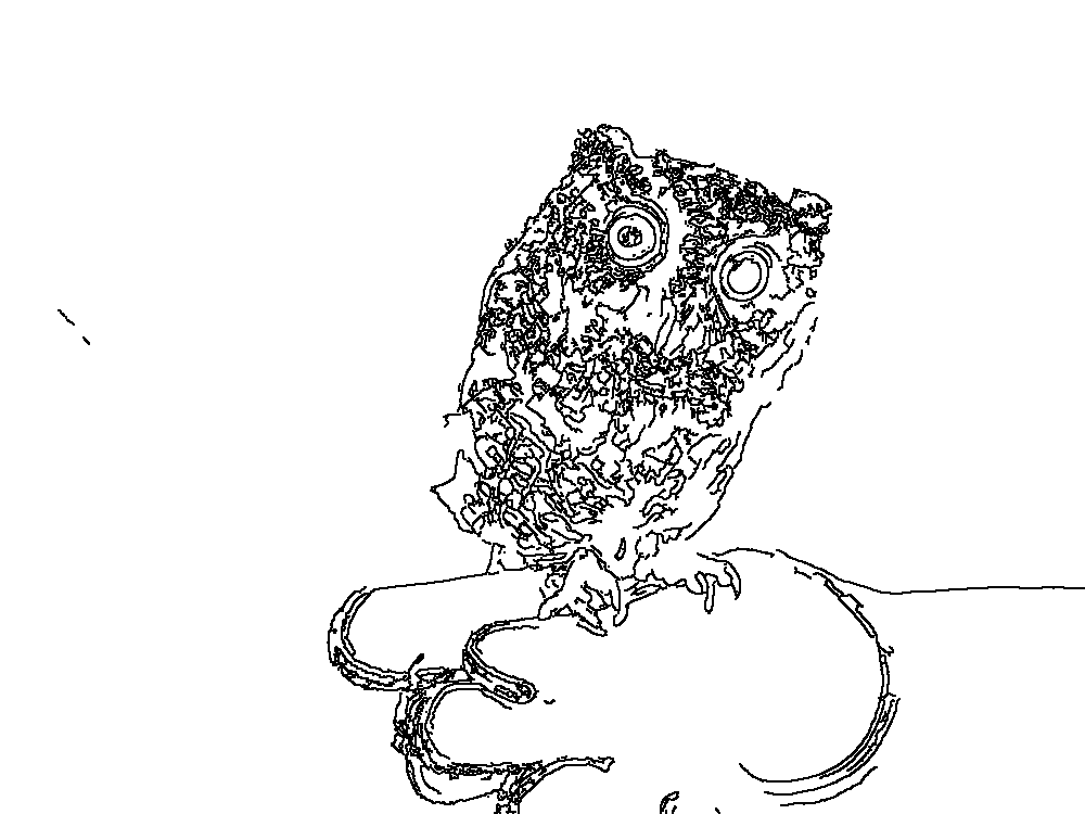Owl 76