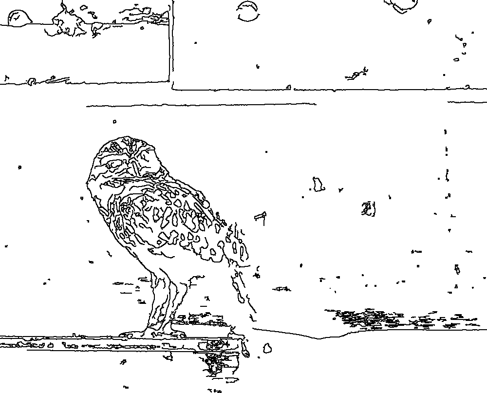 Owl 87