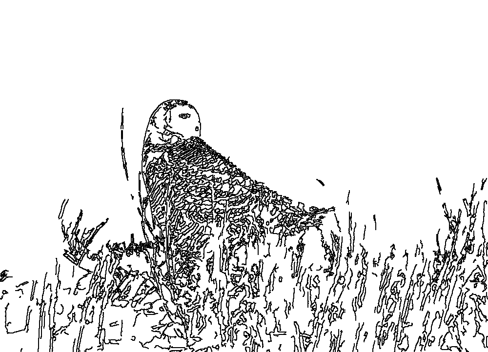 Owl 101