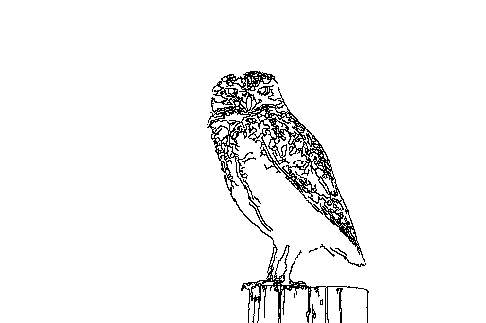Owl 103
