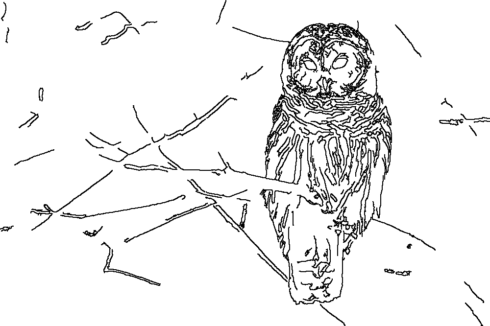Owl 104