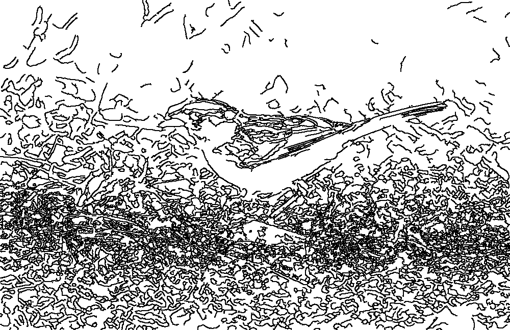 Owl 109