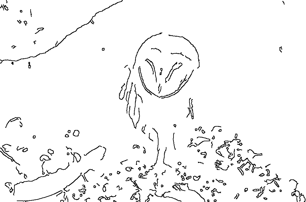 Owl 114
