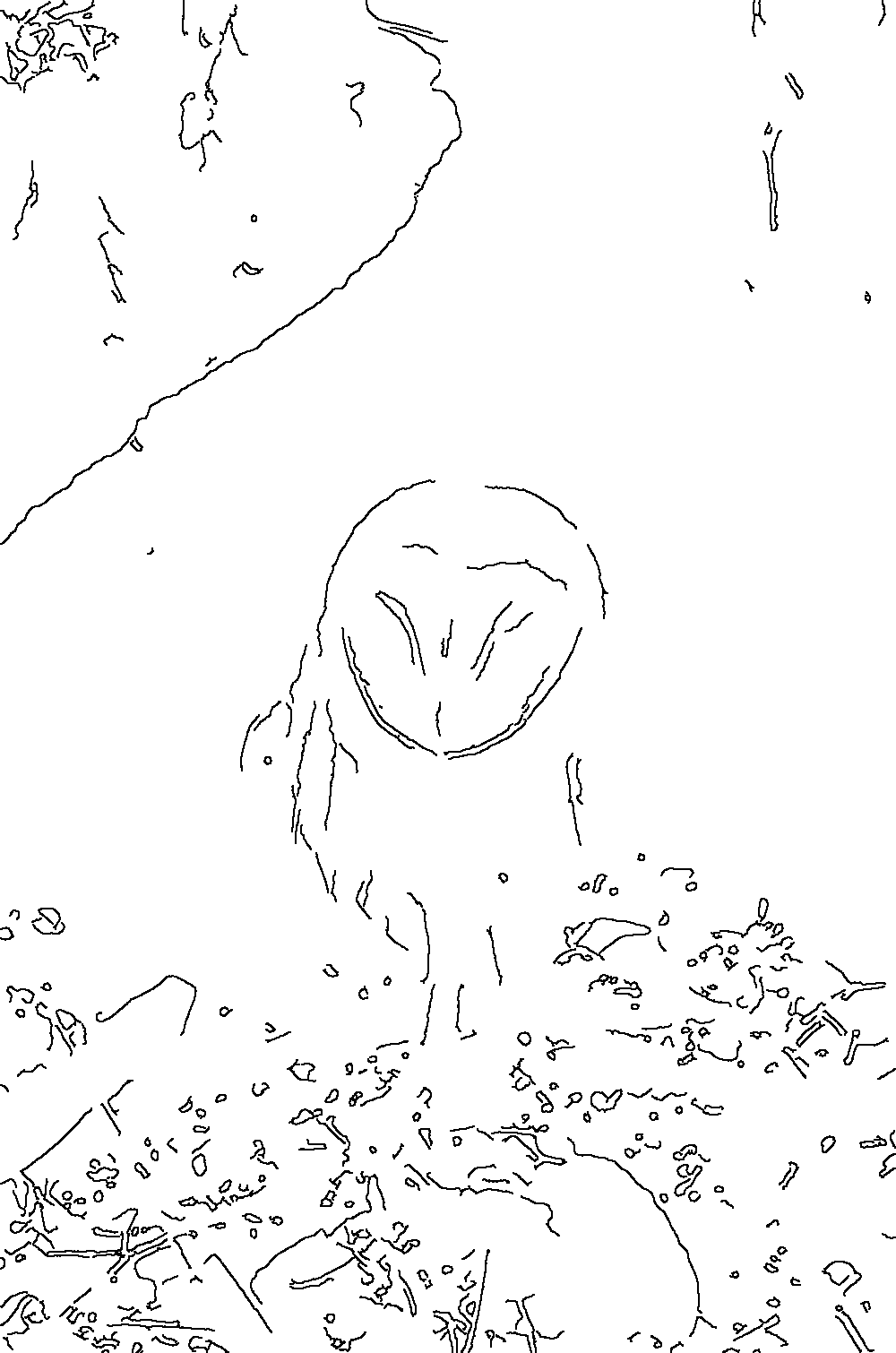 Owl 118