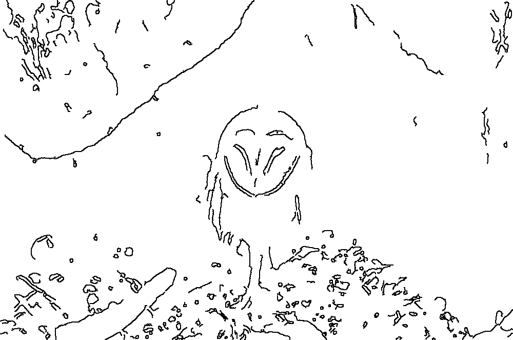 Owl 119