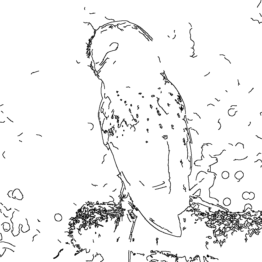 Owl 120
