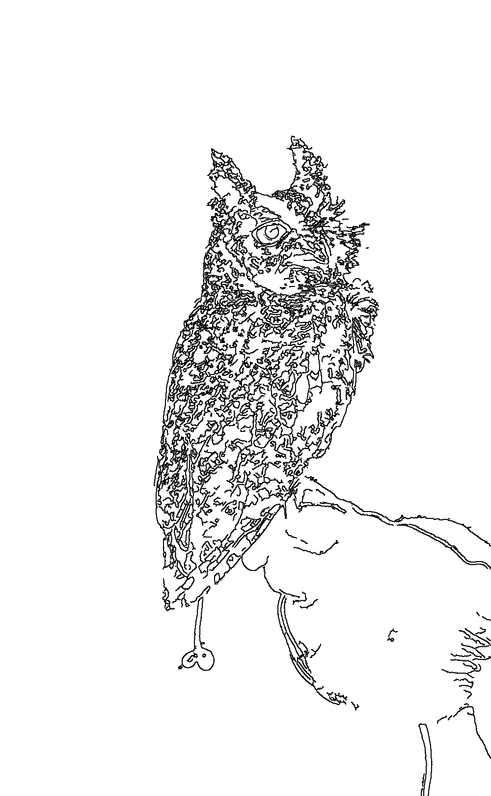 Owl 121