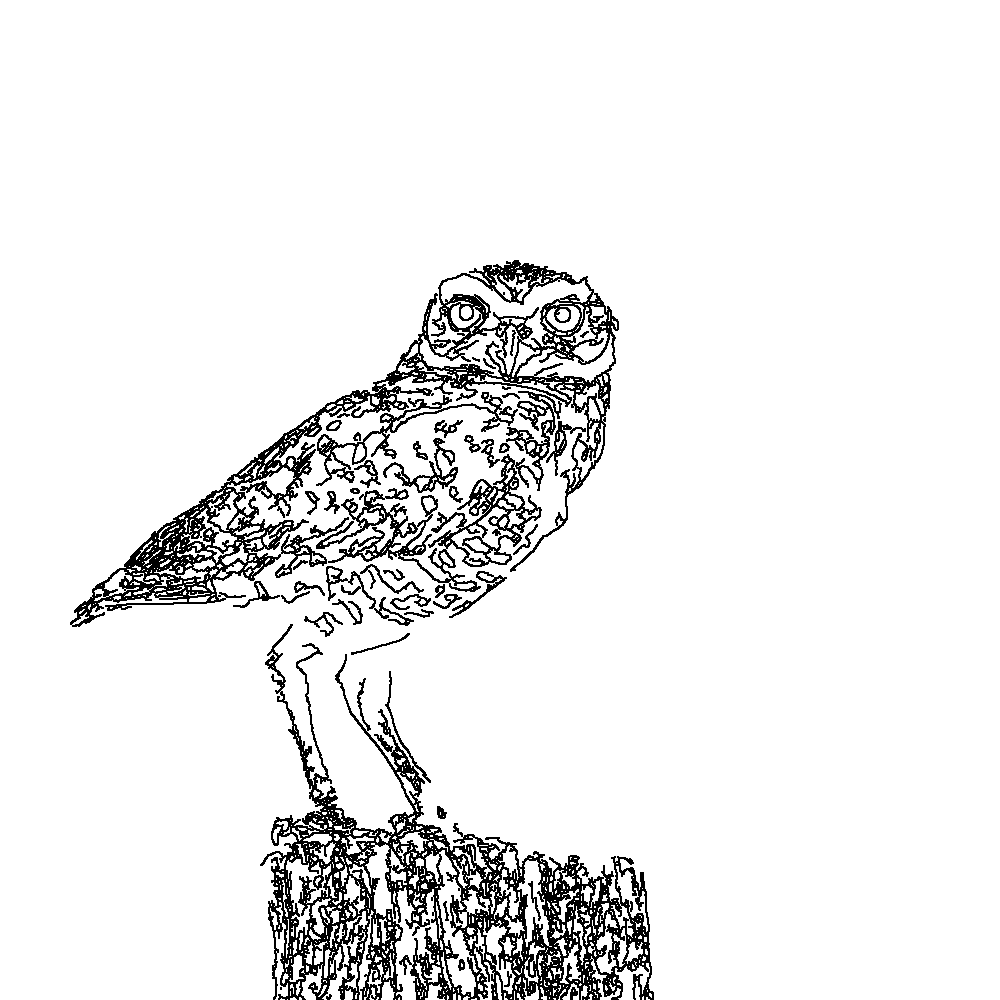 Owl 125