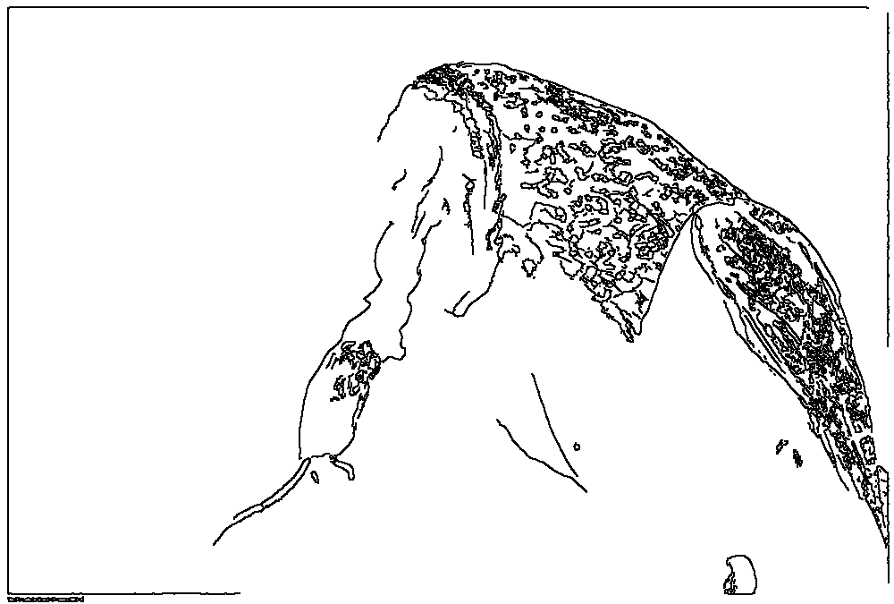 Owl 126