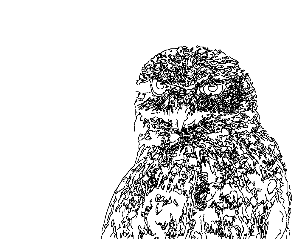 Owl 127
