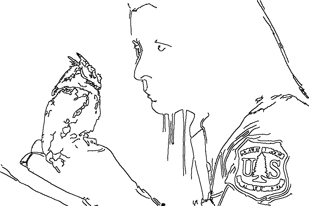 Owl 129