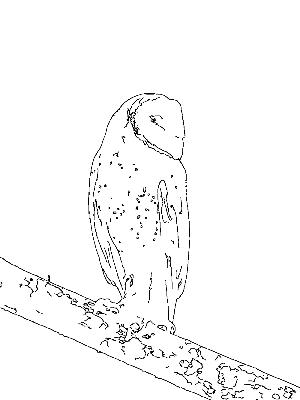 Owl 130