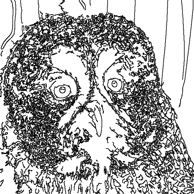 Owl 132