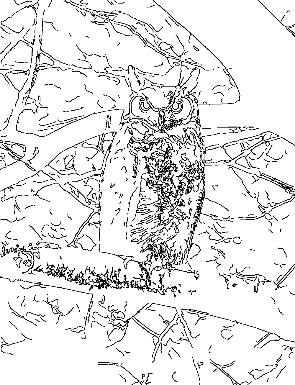 Owl 134
