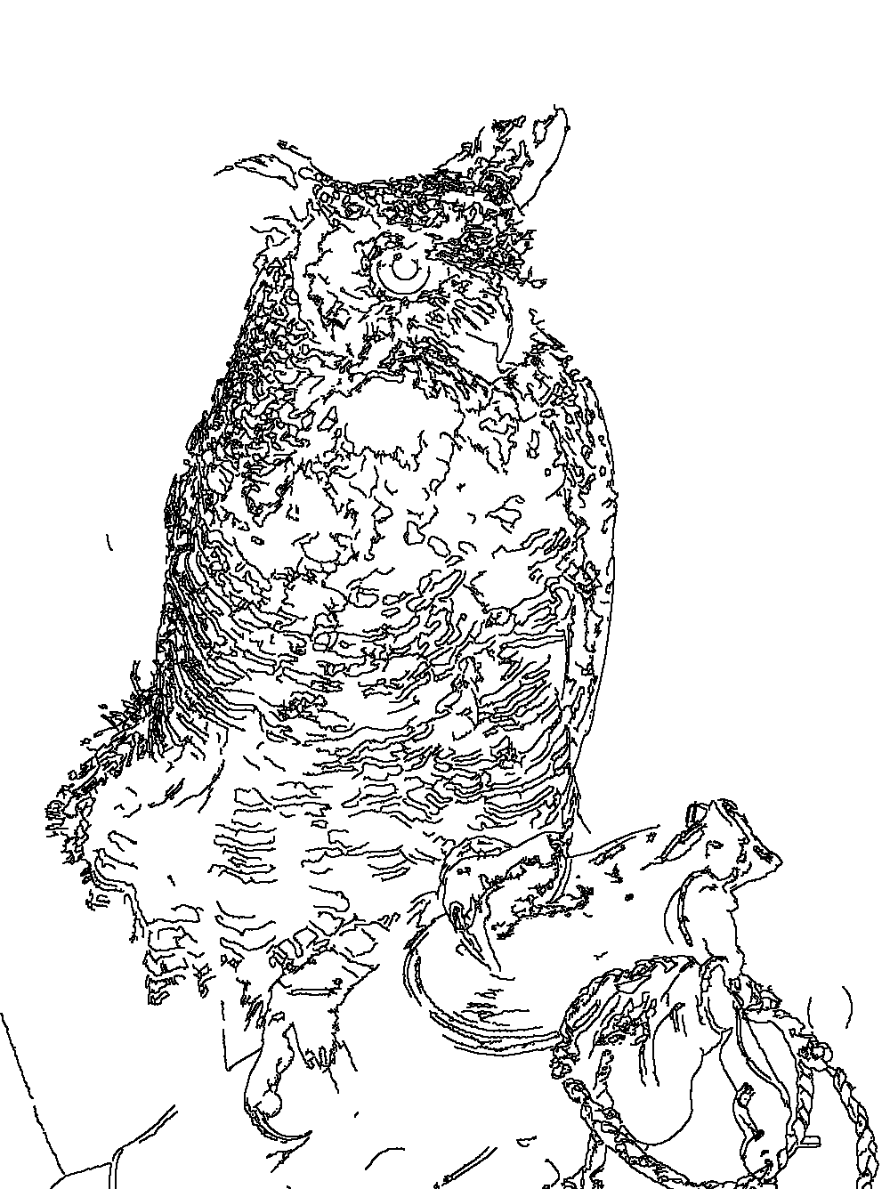 Owl 135