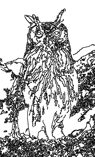 Owl 137
