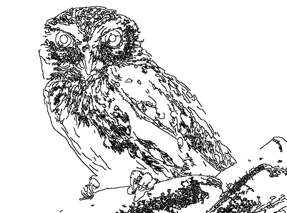 Owl 139