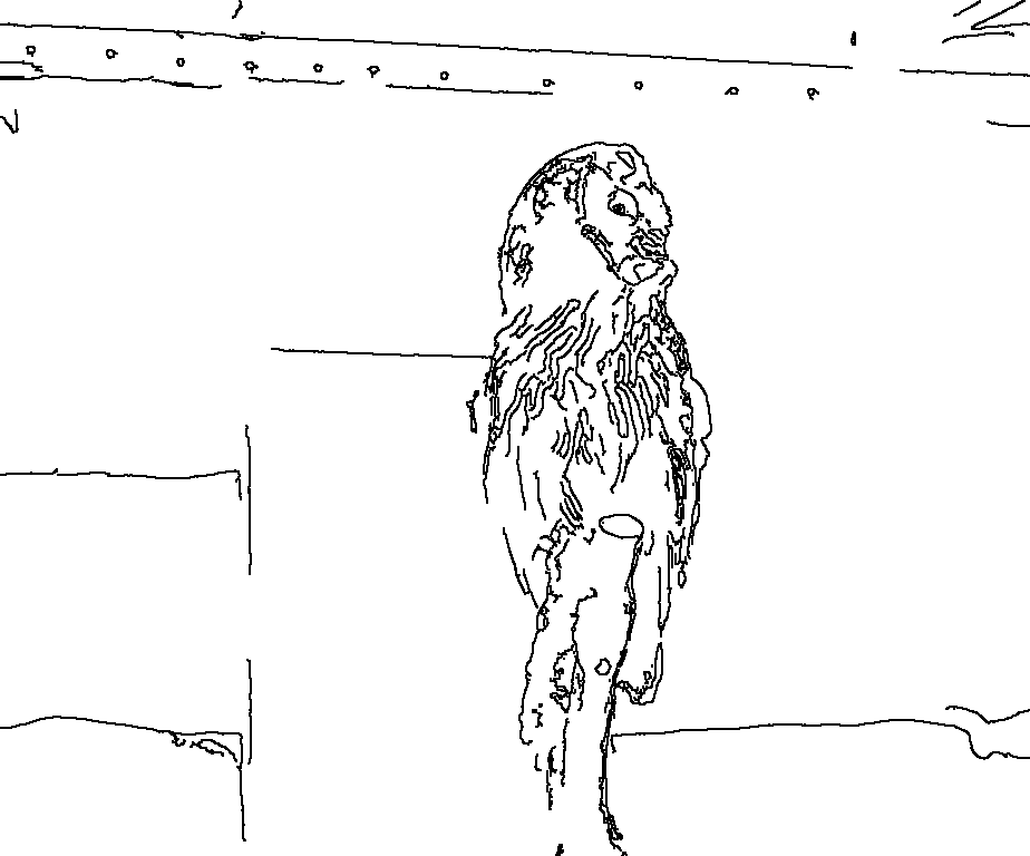 Owl 142