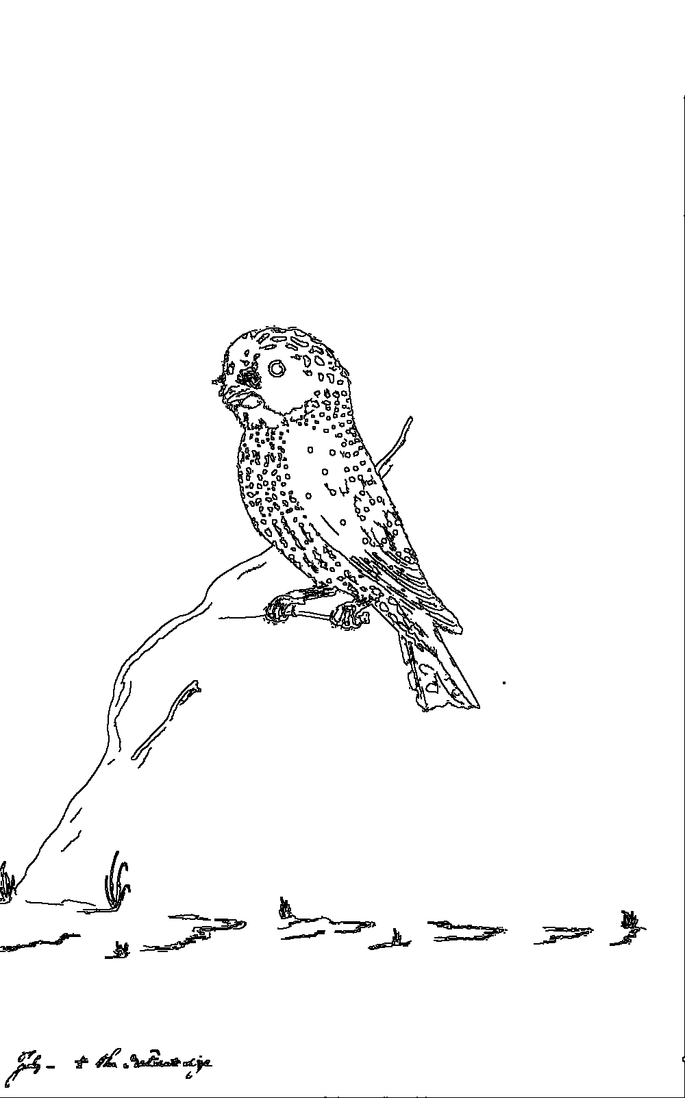Owl 155